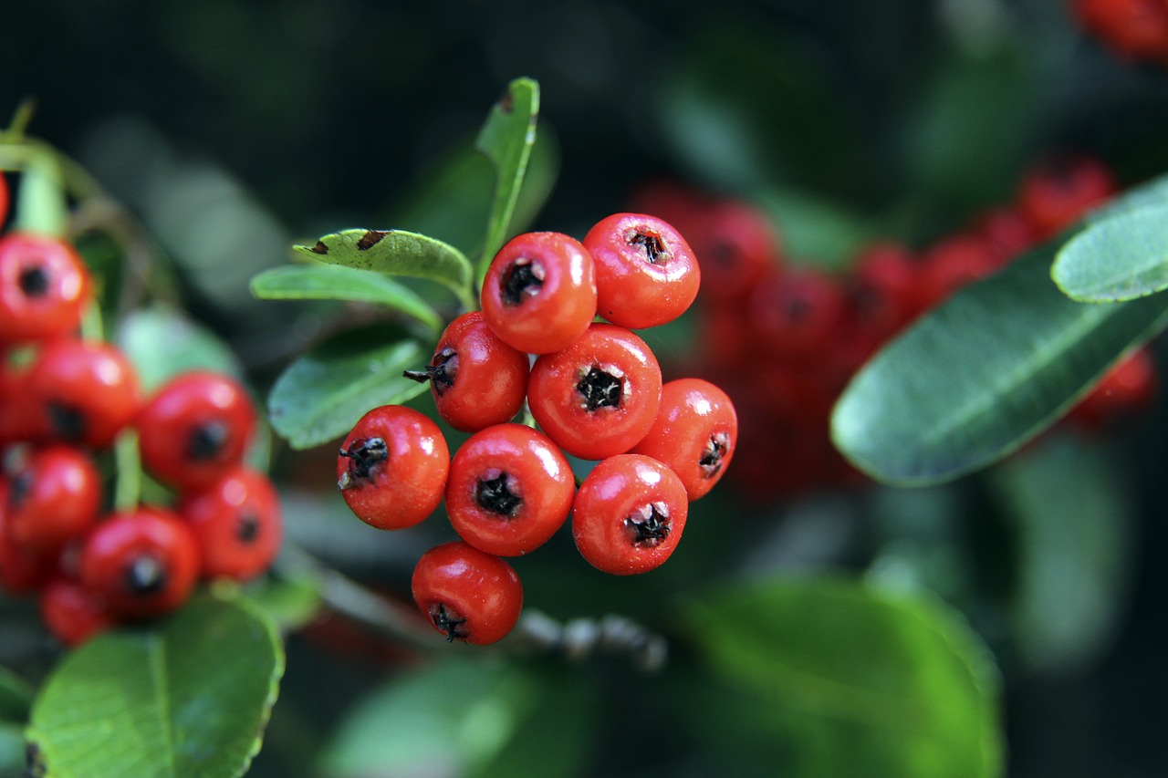 跟队：国米二队选帅优先考虑维琴察主帅韦基.